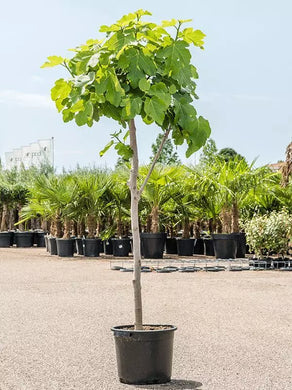 Echter Feigenbaum 180 cm Obstbaum winterhart kräftiger Stamm, Ficus Carica