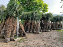Laden Sie das Bild in den Galerie-Viewer, Echte Palme 2,20 - 2,50 Meter Höhe Trachycarpus Fortunei Hanfpalme - Chinesische Fächerpalme - Winterhart bis minus 18 Grad