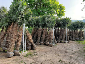 Echte Palme 2,20 - 2,50 Meter Höhe Trachycarpus Fortunei Hanfpalme - Chinesische Fächerpalme - Winterhart bis minus 18 Grad