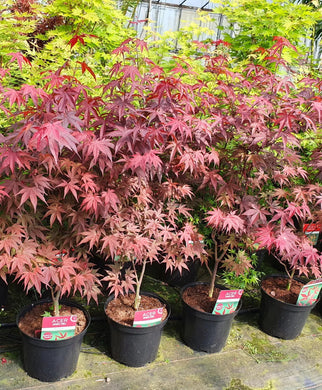 Echter Roter Fächerahorn 100-120 cm im Topf. Palmatum Atropurpureum Bloodgood