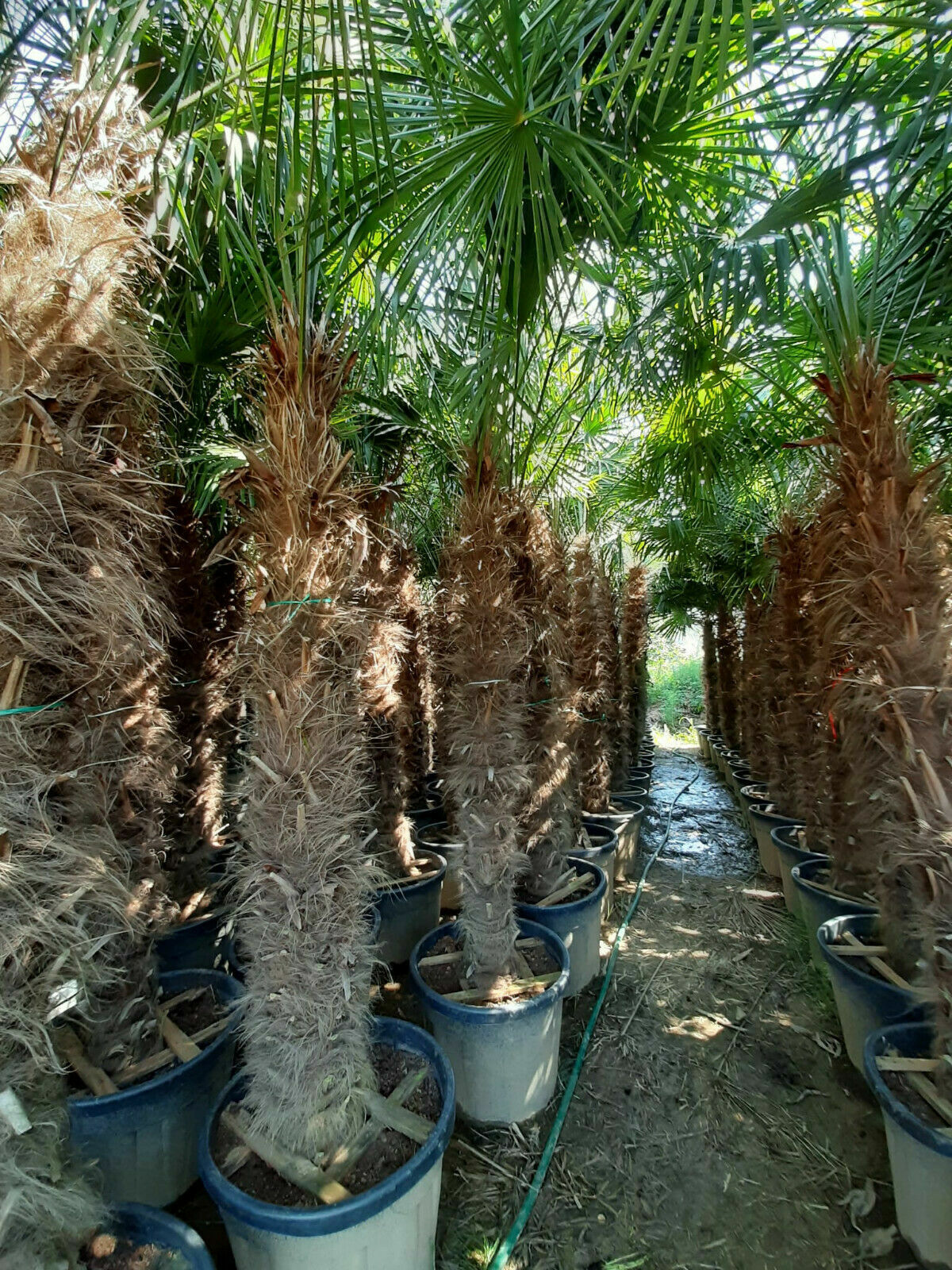 Echte Palme 4,50 Meter Höhe Trachycarpus Fortunei Hanfpalme