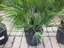 Laden Sie das Bild in den Galerie-Viewer, Echte Zwergpalme 2er Set. Winterharte Zwergpalme 70-90 cm Chamaerops humilis Palme Grünpflanze