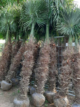 Laden Sie das Bild in den Galerie-Viewer, Echte Palme 2,20 - 2,50 Meter Höhe Trachycarpus Fortunei Hanfpalme - Chinesische Fächerpalme - Winterhart bis minus 18 Grad