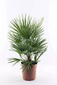 Echte Palme "Vulcano" 90-100 cm Zwergpalme Chamaerops Humilis, winterhart bis -12°C