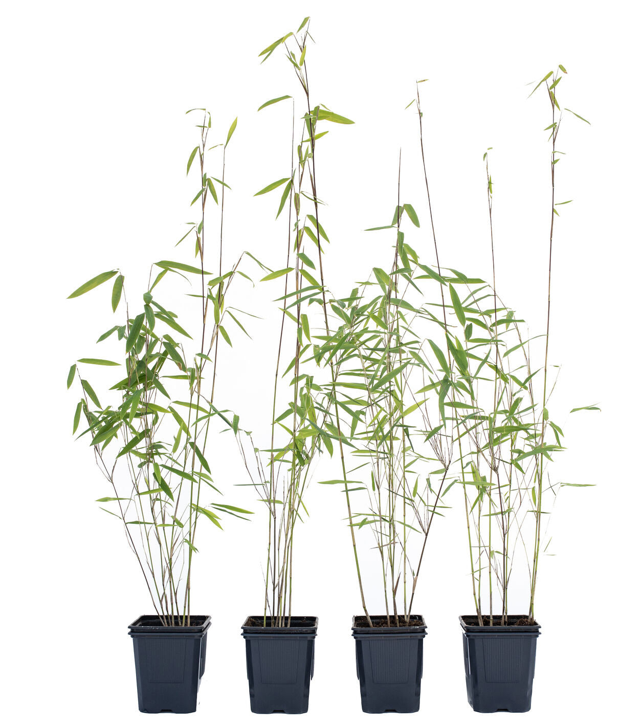 4 x Schwarzer Bambus