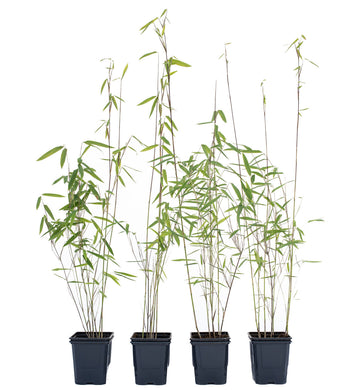 4 x Schwarzer Bambus - Fargesia Nitida Black Pearl 40 cm Höhe zum einpflanzen.