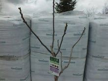 Laden Sie das Bild in den Galerie-Viewer, Echter Feigenbaum 180 cm Obstbaum winterhart kräftiger Stamm, Ficus Carica