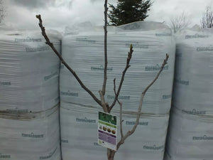 Echter Feigenbaum 180 cm Obstbaum winterhart kräftiger Stamm, Ficus Carica
