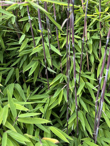 4 x Schwarzer Bambus - Fargesia Nitida Black Pearl 40 cm Höhe zum einpflanzen.