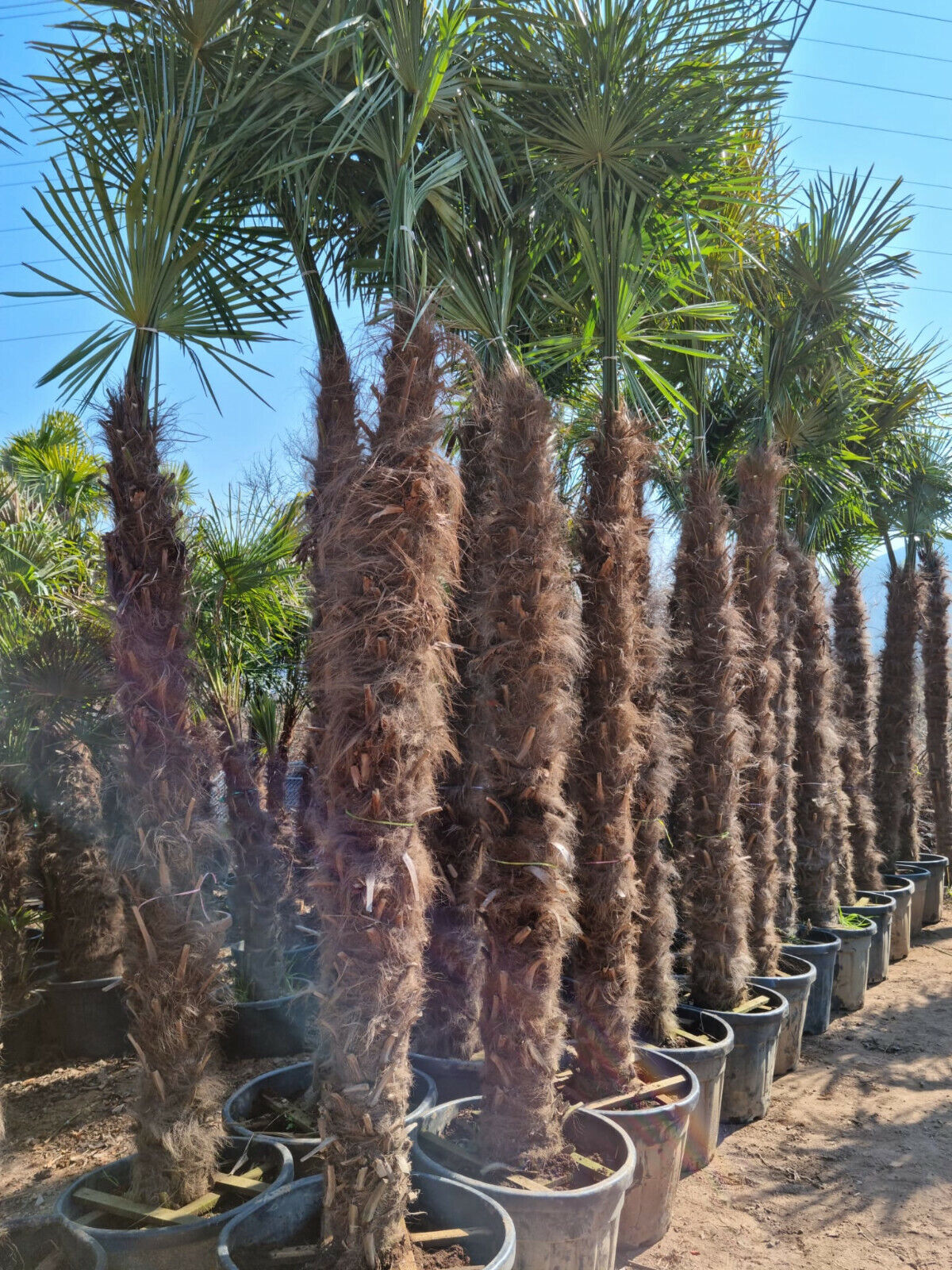 Echte Palme 4,50 Meter Höhe Trachycarpus Fortunei Hanfpalme - Chinesische Fächerpalme