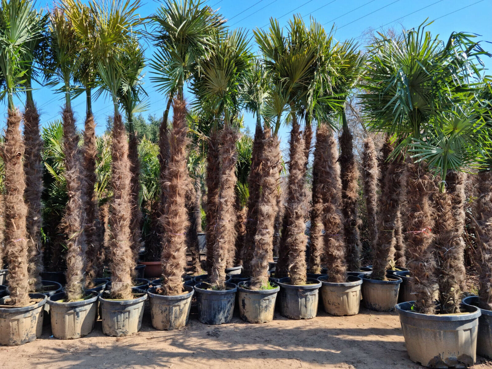 Echte Palme 4,50 Meter Höhe Trachycarpus Fortunei Hanfpalme Chinesis