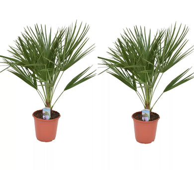 Echte Zwergpalme 2er Set. Winterharte Zwergpalme 70-90 cm Chamaerops humilis Palme Grünpflanze