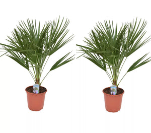 Echte Zwergpalme 2er Set. Winterharte Zwergpalme 70-90 cm Chamaerops humilis Palme Grünpflanze