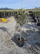 Laden Sie das Bild in den Galerie-Viewer, Olivenbaum mit Stamm, Olive 100-120 cm hoch, beste Qualität, Olea Europaea. Premiumqualität.