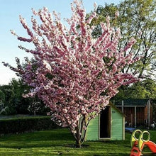Laden Sie das Bild in den Galerie-Viewer, Echte Japanische Blüten/-Zierkirsche &quot;Prunus Serrulata&quot; 120-150cm im großen Topf