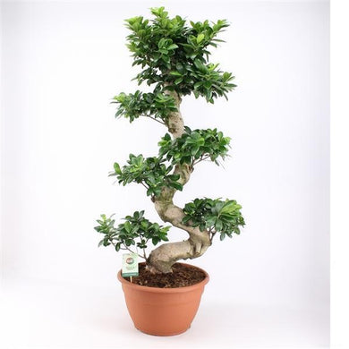 Echter Bonsai Ficus Microcarpa Ginseng, Chinesische Feige, 80-100 cm