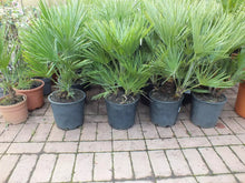 Laden Sie das Bild in den Galerie-Viewer, Echte Zwergpalme 2er Set. Winterharte Zwergpalme 70-90 cm Chamaerops humilis Palme Grünpflanze