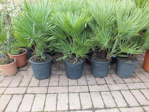 Echte Zwergpalme 2er Set. Winterharte Zwergpalme 70-90 cm Chamaerops humilis Palme Grünpflanze