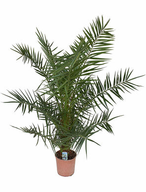 Echte Kanarische Dattelpalmen - Phoenix canariensis - Phönixpalme 120-150 cm