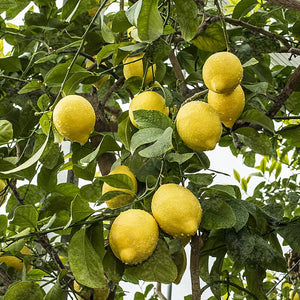 Echter Zitronenbaum 140 - 160 cm (Citrus Limon) Immergrüner Obstbaum Eureka
