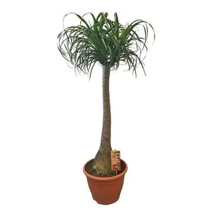 Elefantenfuß 150-170 cm Beaucarnea recurvata Flaschenbaum Wasserpalme