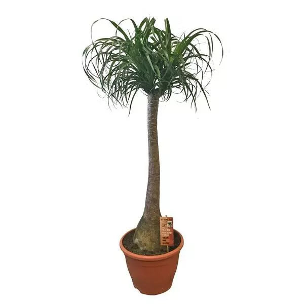 Elefantenfuß 150-170 cm Beaucarnea recurvata Flaschenbaum Wasserpalme