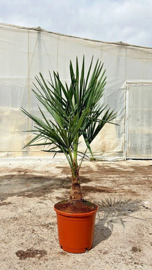 Echte Palme 140 cm Trachycarpus Fortunei Hanfpalme - Chinesische Fächerpalme - Winterhart bis minus 18 Grad