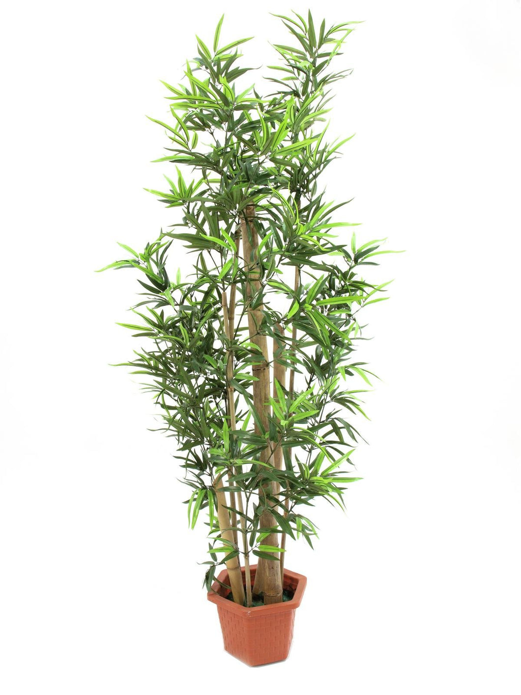 Künstlicher Dickstamm-Bambus mit Seidenblättern und dicken Naturstämmen. Pflegefrei. 205 - 225 cm.