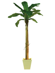 Künstliche Bananen-Palmen mit Seidenblättern und Naturstämmen. Pflegefrei. Viele Größen von 120 - 270 cm.