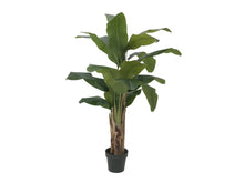 Laden Sie das Bild in den Galerie-Viewer, Künstliche Bananen-Palmen mit Seidenblättern und Naturstämmen. Pflegefrei. Viele Größen von 120 - 270 cm.