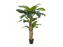 Laden Sie das Bild in den Galerie-Viewer, Künstliche Bananen-Palmen mit Seidenblättern und Naturstämmen. Pflegefrei. Viele Größen von 120 - 270 cm.