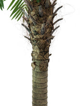 Laden Sie das Bild in den Galerie-Viewer, Kunstpalmen, Phönixpalmen mit seidenen Palmenwedeln. 150 bis 300 cm Höhe. Ein Highlight Ihrer Pflanzendekoration.
