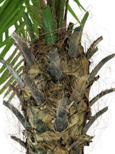 Laden Sie das Bild in den Galerie-Viewer, Kunstpalmen, Phönixpalmen mit seidenen Palmenwedeln. 150 bis 300 cm Höhe. Ein Highlight Ihrer Pflanzendekoration.
