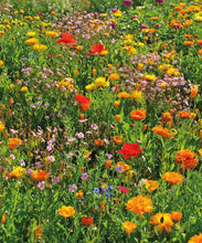 Laden Sie das Bild in den Galerie-Viewer, Bienenweide Nektar &amp; Pollen Blühmischung Blumenmischung Blumenwiese für bis zu 500 m²