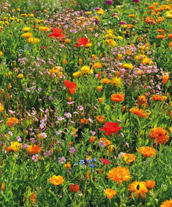 Bienenweide Nektar & Pollen Blühmischung Blumenmischung Blumenwiese für bis zu 500 m²