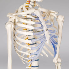 Laden Sie das Bild in den Galerie-Viewer, Menschliches Stativ Skelett Modell Anatomie Lehrmodell + Abdeckung + Poster