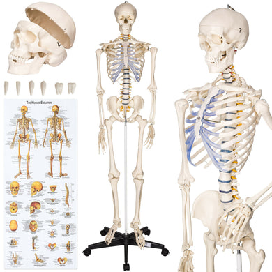Menschliches Stativ Skelett 181,5 cm. Modell Anatomie Lehrmodell + Abdeckung + Poster