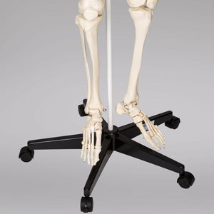 Menschliches Stativ Skelett Modell Anatomie Lehrmodell + Abdeckung + Poster